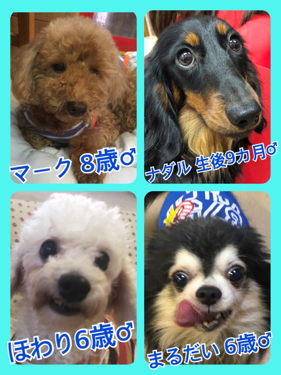 🐾今日の里親様募集中ワンコ🐶メンバーです🐾2019,8,26